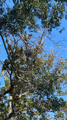 Tillandsia recurvata