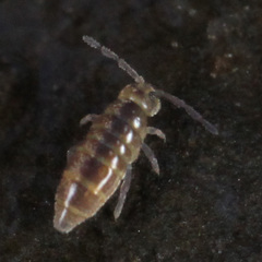 Hydroisotoma schaefferi