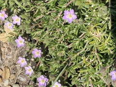 Spergularia rupicola