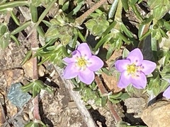 Spergularia rupicola