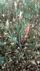 Orobanche amethystea amethystea