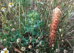 Orobanche amethystea amethystea