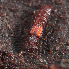 Thoracophorus costalis