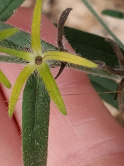 Lithospermum mirabile