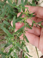 Lithospermum mirabile