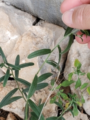 Lithospermum mirabile