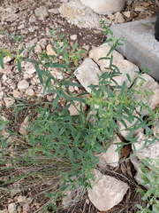 Lithospermum mirabile