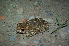 Bufotes viridis viridis