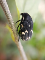 Amithao marginicollis