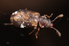 Derodontus esotericus