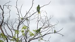 Amazona auropalliata