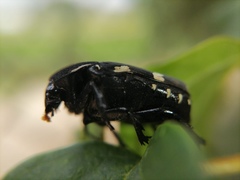 Amithao marginicollis