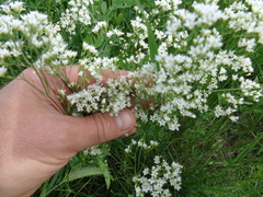 Eremogone longifolia