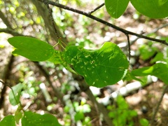 Eriophyes emarginatae