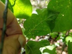 Eriophyes emarginatae