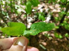 Eriophyes emarginatae