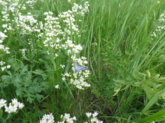 Eremogone longifolia