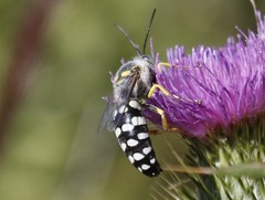 Zyzzyx chilensis