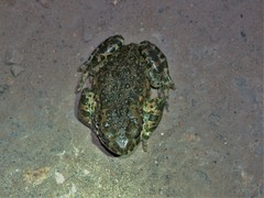 Bufotes viridis viridis