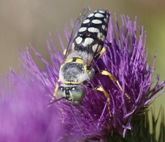 Zyzzyx chilensis
