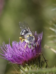 Zyzzyx chilensis