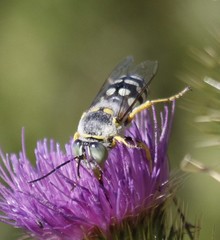 Zyzzyx chilensis