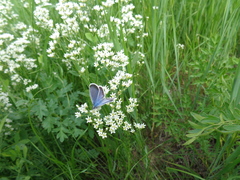 Eremogone longifolia