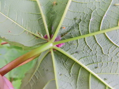 Aceria macrocheluserinea