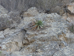 Puya boliviensis