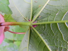 Aceria macrocheluserinea