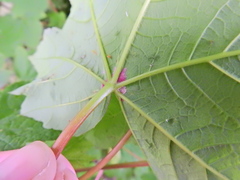 Aceria macrocheluserinea