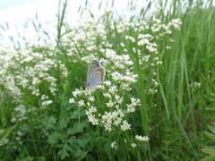 Eremogone longifolia