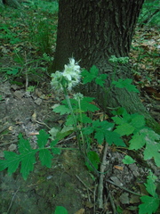Hydrophyllum macrophyllum
