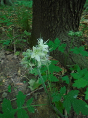 Hydrophyllum macrophyllum