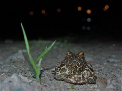 Bufotes viridis viridis