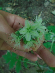 Hydrophyllum macrophyllum