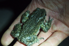 Bufotes viridis viridis