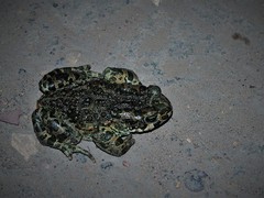 Bufotes viridis viridis