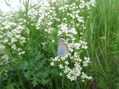 Eremogone longifolia