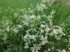 Eremogone longifolia