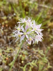 Allium speculae