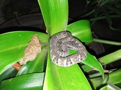 Bothrops venezuelensis