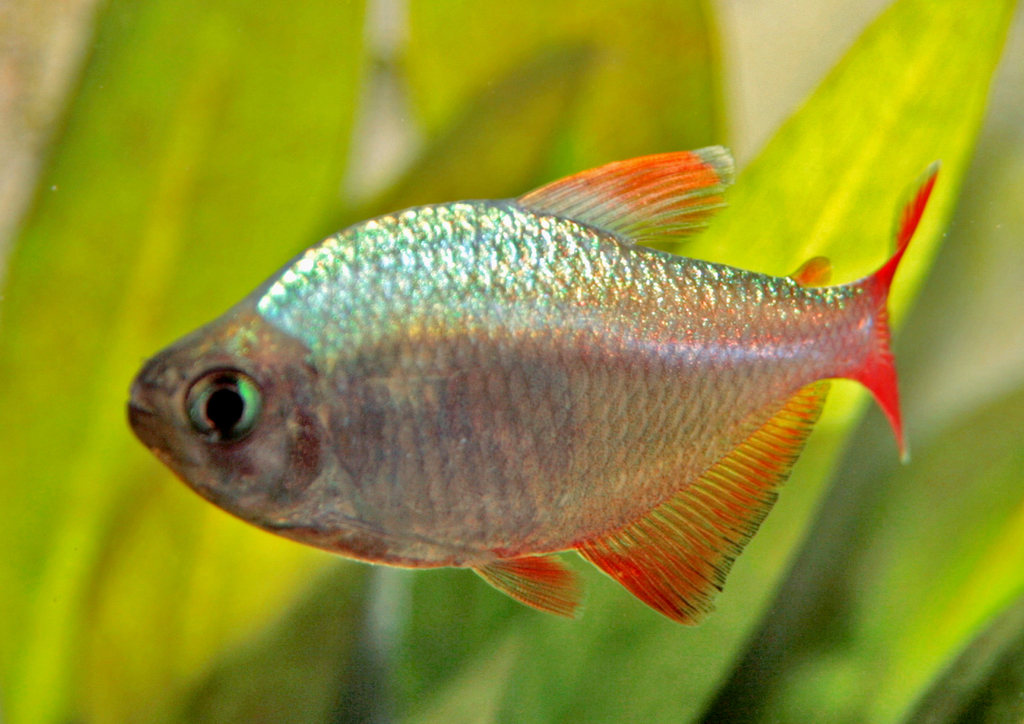Tétra colombien (Hyphessobrycon columbianus)