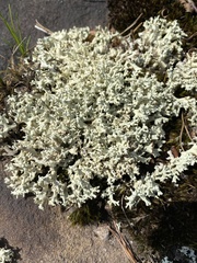 Cladonia caroliniana
