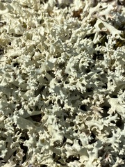 Cladonia caroliniana