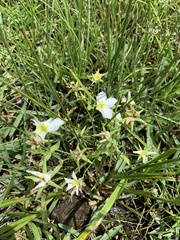 Sabatia campestris