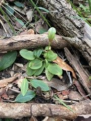 Pterostylis hispidula