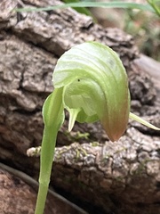 Pterostylis hispidula