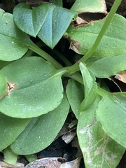 Pterostylis hispidula