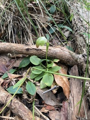 Pterostylis hispidula